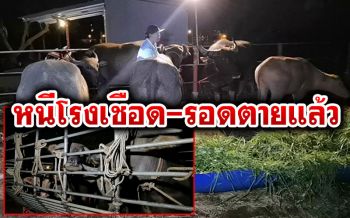\'เจ้าทองและผองเพื่อน\' ควายหนีโรงเชือดถึงบ้านใหม่ราชบุรี แม่ชียันดูแลจนหมดอายุไข (ชมคลิป)