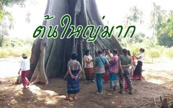 แห่ชมต้นเชียงยักษ์! ชาวบ้านเตรียมพัฒนาเป็นแหล่งเที่ยวสร้างตลาดย้อนยุควิถี \'ลาวครั่ง\'
