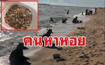 ชาวบ้านหา\'หอยเสียบ\'หาดดงตาลพัทยามาปรุงเมนูเด็ด\'หอยเสียบผัดน้ำพริกเผา\'