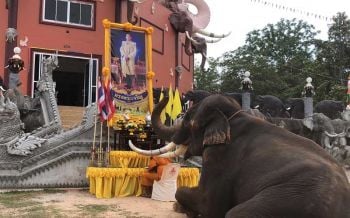 ช้างแสนรู้ 9 เชือกเมืองสุรินทร์ถวายพระพรพระบาทสมเด็จพระเจ้าอยู่หัว