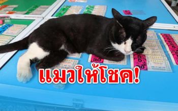 ‘เจ้าโทน’แมวขวัญใจคอหวยนอนทับเลขแผงไหนให้โชครับทรัพย์ทั่วหน้า