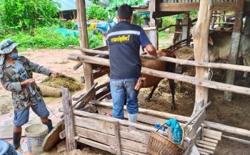 ปศุสัตว์เตือนเกษตรกร เฝ้าระวังโรคระบาดสัตว์ในหน้าฝน
