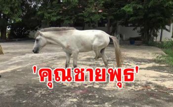 ทำขาเทียมช่วย \'คุณชายพุธ\' ม้าพระเจ้าตากสินขาหักหลังถูก จยย.ชน