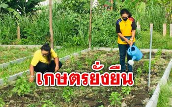 ชุมชนน่าอยู่! เกษตรกร3หมู่บ้าน\'สตูล\'ปลูกแปลงผักรวมปลอดภัย-ลดรายจ่าย