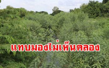 เห็นแล้วอึ้ง! ป่าปกคุมคลองชลประทานจนมองไม่เห็นฝั่งแถมน้ำเน่า ชาวบ้านจี้แก้ไขด่วน