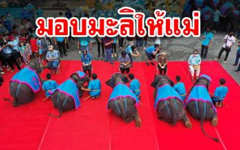 ‘สวนนงนุช’นำช้างแสนรู้มอบพวงมาลัยให้แม่เนื่องในวันแม่แห่งชาติ