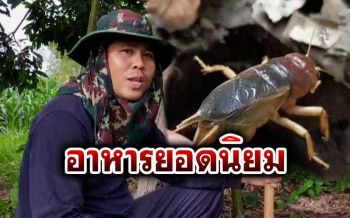 ‘จิ้งกุ่ง’อาหารยอดนิยม ราคาพุ่งตัวละ3บาท สร้างรายได้ให้ชาวบ้านแม่นาเรือ