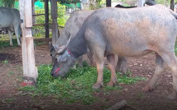 \'อุดรธานี\'หนุนเกษตรกร ผลิตอาหารสัตว์โคกระบือต้นทุนต่ำ