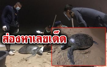 ลุ้นโชควันนี้! ชาวบ้านส่องหาเลขเด็ด \'เต่าตนุ\'เกยตื้นตายชายหาดจอมเทียน