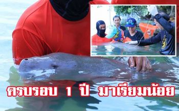ครบรอบ1ปี! การจากไปของ‘มาเรียมน้อย’ตั้งเป้าเพิ่ม‘พะยูน’ภายใน​ 3​ ปี