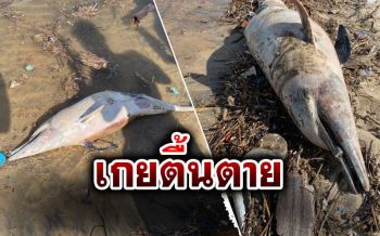 สุดเศร้า! พบซาก‘โลมา’เกยตื้นที่‘หาดท้ายเหมือง’