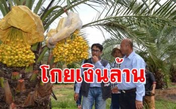 ทึ่งหนุ่มใหญ่เมืองน้ำดำพลิกไร่มันน้ำท่วมปลูกอินทผลัมโกยเงินล้าน