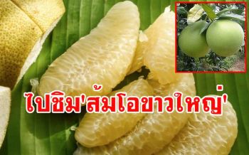 ไปกินไปเที่ยว! งานเทศกาล \'ส้มโอขาวใหญ่\' สมุทรสงครามและของดีเมืองแม่กลอง