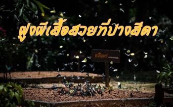 รีบไปเลยก่อนอดดู! ฝูงผีเสื้อนับแสนตัวโบยบินอวดความงามทั่วผืนป่าปางสีดา