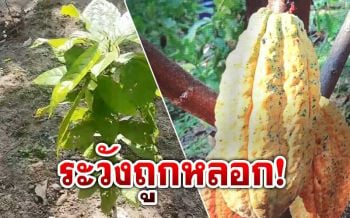 เกษตรกร\'สงขลา\'เตือนระวังถูกหลอกขาย‘โกโก้’พืชเศรษฐกิจตัวใหม่