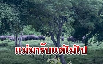 ลดความใกล้ชิด! ลูกช้างกับผู้เลี้ยง หลังช้างโขลงแม่มารับแต่ไม่ยอมไป