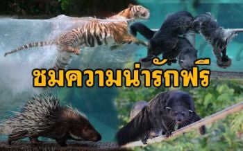 ‘เชียงใหม่ไนท์ซาฟารี’ คืนความสุขให้ นทท.ชมฟรีการแสดง‘Night Predatorshow’
