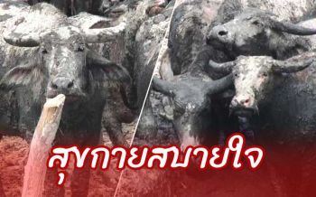 คลายร้อน! วิถีชีวิตชาวบ้านบางหยีเลี้ยงควายให้ปลักโคลนตามธรรมชาติ