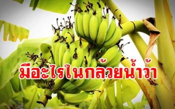 เปิดเคล็ดลับ\'กล้วยน้ำว้า\'ผลไม้ดีราคาถูก สรรพคุณเพียบ คนไทยนิยมทานตั้งแต่โบราณ