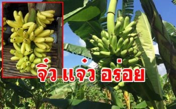 จิ๋วแต่แจ๋ว! \'กล้วยไข่\' ไซต์เล็กแต่ประโยชน์เยอะ สรรพคุณเพียบ ขายได้ราคา