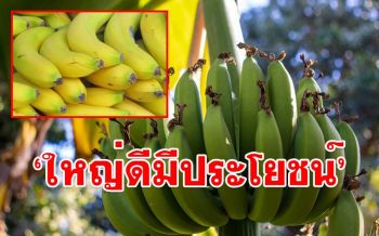 ยิ่งใหญ่ประโยชน์ยิ่งเยอะ! \'กล้วยหอม\' 1 ผลให้พลังงานสูง อิ่มท้องดีต่อสุขภาพ