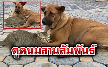 รักต่างสายพันธุ์! \'แม่หมา\' ใจดีให้ลูกแมวดูดนมจนโตตั้งแต่แม่เจ้าเหมียวถูกรถชนตาย
