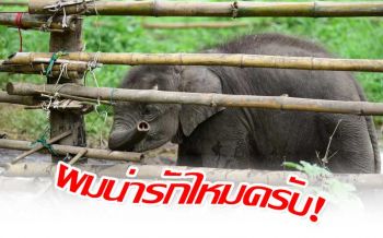 เปิดภาพความน่ารัก‘ลูกช้างห้วยขาแข้ง’ให้หายคิดถึง