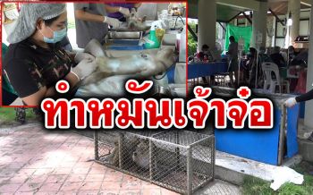 วางกรงกับดักจับเจ้าจ๋อ! \'ลิงแสม\'เขาน้อย-เขาตังกวน ทำหมัน400ตัว
