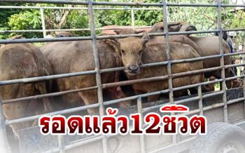 รอดแล้ว! ผู้ใจดีระดมทุนไถ่ชีวิตลูกควาย12ตัว ไม่ให้โดนเชือด (คลิป)