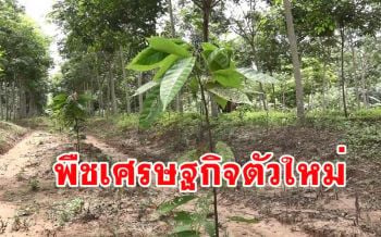 ชาวใต้เริ่มหันมาปลูกต้น \'โกโก้\' พืชเศรษฐกิจตัวใหม่ แซมในสวนยางพารา