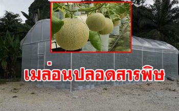 \'สวนดุสิตศูนย์ตรัง\' เนรมิตพื้นที่ภายในมหาวิทยาลัยฯให้ นศ.ปลูกเมล่อนปลอดสารพิษ