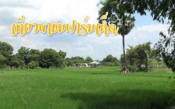 เที่ยว \'ฟาร์มเห็ด\' สัมผัสบรรยากาศสุดฟินกลางทุ่งนา