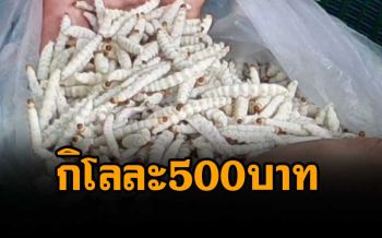 เมนูยอดฮิต! ชาวบ้านหา‘รถด่วน’สร้างรายได้กิโลละ 500 บาท