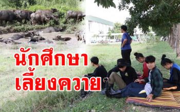 ภาพความน่ารัก! นศ.ปี1 มรภ.พิบูลสงครามพาฝูงควายพระราชทานเล่นน้ำคลายร้อน