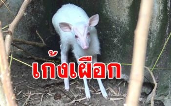เพจดังให้ความรู้เกี่ยวกับ \'เก้งเผือก\' พระราชทานจากสมเด็จพระบรมราชชนนีพันปีหลวง