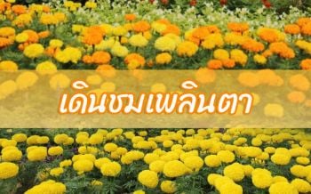 เที่ยวเพลินเดินชมพรรณไม้สีเหลือง‘อุทยานหลวงราชพฤกษ์’เชียงใหม่