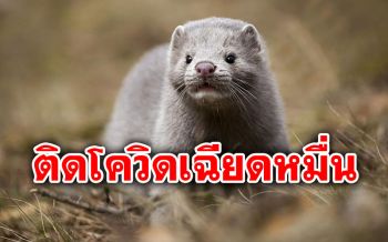 \'สหรัฐฯ\'พบตัวมิงค์ติดโควิด-19 ล้มตายนับหมื่น