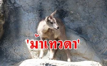 เชียงใหม่ไนท์ซาฟารีรับสมาชิกใหม่ \'ม้าเทวดา\' พร้อมเปิดให้เที่ยวชมเต็มรูปแบบ