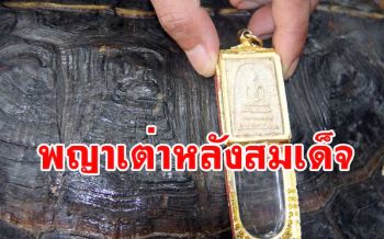 มีใครเคยเห็นไหม? \'พญาเต่า\' กระดองลายคล้ายรูป \'พระสมเด็จวัดระฆัง\'