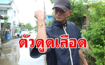 สุดผวา! ฝูงปิงควายอาละวาดบุกเกาะดูดเลือดชาวบ้านหลังฝนกระหน่ำน้ำท่วมชุมชน