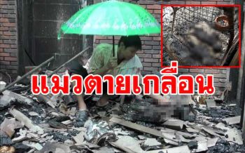 สุดสลด! แมวตายในกองเพลิงจำนวนมาก หลังเกิดไฟไหม้บ้านเช่า