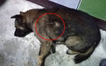 เร่งช่วยสุนัขถูกลูกดอกยาว50ซม.ยิงเข้าลำตัว นอนร้องด้วยความเจ็บปวด