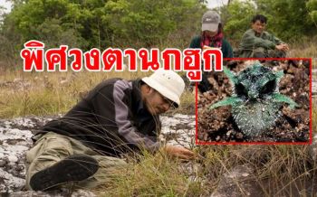 \'นักวิจัยมหาวิทยาลัยพะเยา\' ค้นพบพืชชนิดใหม่ \'พิศวงตานกฮูก\'