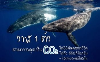 รู้หรือไม่! วาฬ1ตัวในทะเลดูดซับคาร์บอนได้25เท่าของต้นไม้หนึ่งต้น