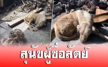 สะเทือนใจ! ‘เจ้าหมอก’บาดเจ็บทั้งตัว เฝ้าบ้านรอคุณยายถูกไฟคลอก เหตุท่อแก๊สระเบิด