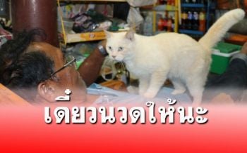 ส่องความน่ารัก! ‘เจ้านวด’ แมวพันธุ์ไทยนวดให้เจ้านายทุกวัน มีรางวัลเป็นปลาทู (คลิป)