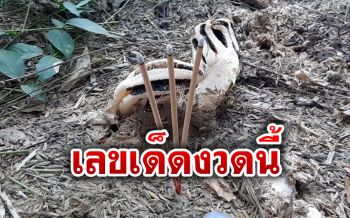 ชาวบ้านแห่ขอเลขเด็ด‘เห็ดมือผี’ผุดขึ้น107ดอก พบมากสุดในชัยนาท