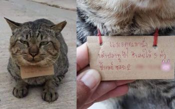 ทาสแมวขำกลิ้ง! น้องหายไป 3 วัน กลับมาอีกทีขนหนี้สินมาด้วย!!!