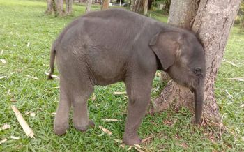 สุดสงสาร! \'ลูกช้างป่า\'พลัดหลงแม่อุทยานฯทับลาน​ สัตวแพทย์ดูแล24​ชม.​