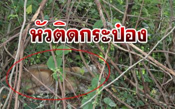 น่าเวทนา! หมาจรจัดหัวติดกระป๋องหวาดกลัวแอบหนีเข้าป่าอดข้าวอดน้ำ4วัน